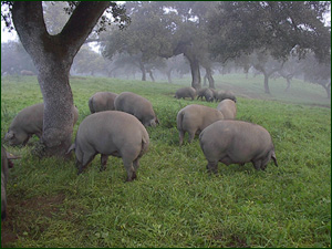 Porcs dans le pâturage